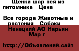 Щенки шар-пея из питомника › Цена ­ 15 000 - Все города Животные и растения » Собаки   . Ненецкий АО,Нарьян-Мар г.
